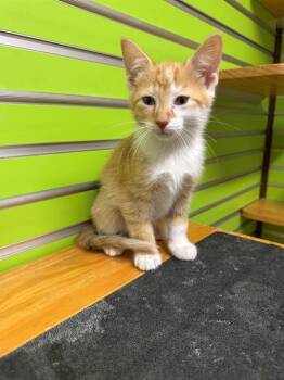 Domestic Short Hair Cats Available for Adoption in St. Peters, Missouri - PIPPIN | PetCurious