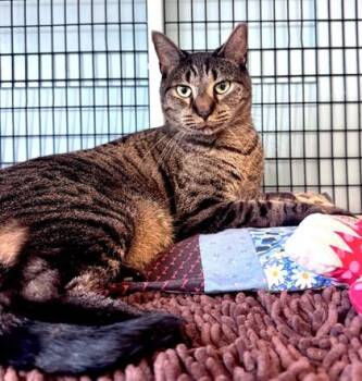 Domestic Short Hair Cats Available for Adoption in Fernandina Beach, Florida - HARVEY DENT | PetCurious