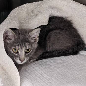 Eggplant -  Domestic Short Hair Cat for Adoption in Salt Lake City, Utah - Eggplant | PetCurious