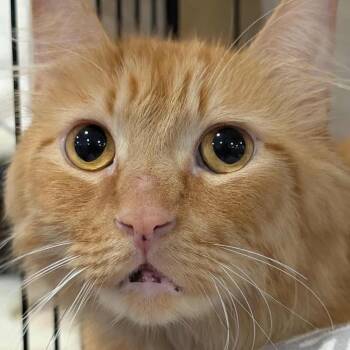 Rescue Domestic Long Hair Cats for Adoption in Springfield, Illinois - Houdini | PetCurious