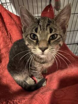 Rescue Domestic Short Hair and Tiger Cats for Adoption in Blairsville, Georgia - Eeinie | PetCurious