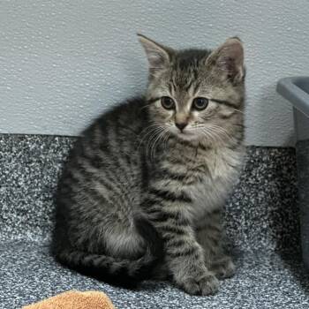 Domestic Short Hair Cats Available for Adoption in Oak Brook, Illinois - Dirt And Worms | PetCurious