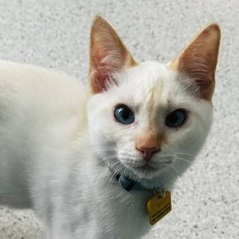 Davy - Super Social and Active -  Siamese Cat for Adoption in Hoquiam, Washington - Davy - Super Social And Active | PetCurious