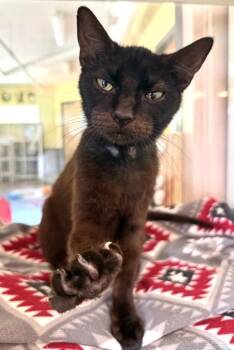 STERLING -  Domestic Short Hair Cat for Adoption in Fernandina Beach, Florida - STERLING | PetCurious