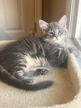 Totoro -  Domestic Long Hair Cat for Adoption in Rossville, Georgia - Totoro | PetCurious