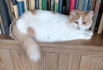 Domestic Medium Hair Cats Available for Adoption in Jacksonville, Florida - Teagan | PetCurious