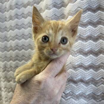 Crush -  Domestic Short Hair Cat Available for Adoption in Sand Springs, Oklahoma - Crush | PetCurious
