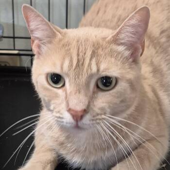 Charlie -  Domestic Short Hair Cat for Adoption in Tioga, Pennsylvania - Charlie | PetCurious