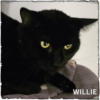 Domestic Short Hair Cats Available for Adoption in Whiting, Indiana - Willie | PetCurious