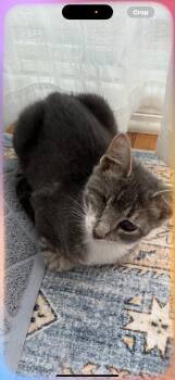 Rescue Domestic Short Hair Cats for Adoption in Sneads Ferry, North Carolina - Scout | PetCurious