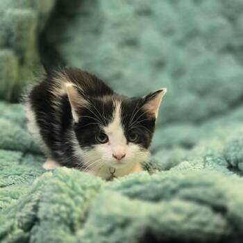 Domestic Short Hair Cats Available for Adoption - Rowan | PetCurious