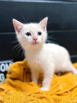 Lumiere -  Siamese Cat for Adoption in Effingham, Illinois - Lumiere | PetCurious