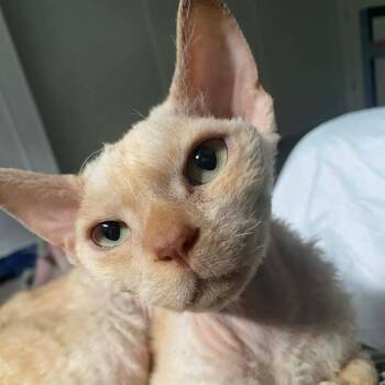 Lewis -  Devon Rex Cat for Adoption in Kirkland, Quebec - Lewis | PetCurious