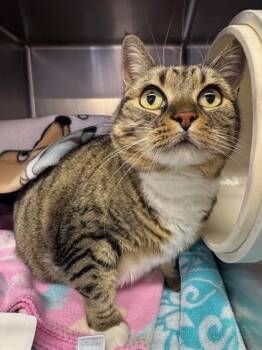 Domestic Short Hair Cats Available for Adoption - Queen Gracie | PetCurious