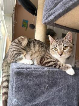 Domestic Short Hair Cats Available for Adoption in Newnan, Georgia - Mikaela | PetCurious