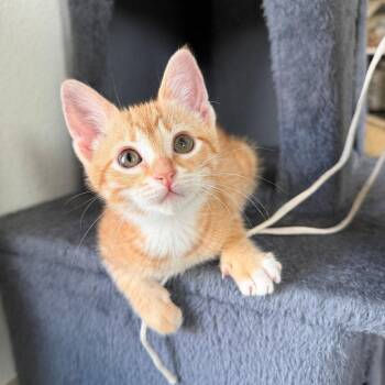 Domestic Short Hair Cats Available for Adoption in Dallas, Texas - Capri | PetCurious