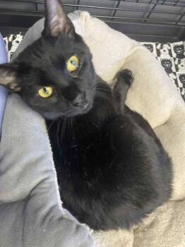 Rescue Domestic Short Hair Cats for Adoption in Georgetown, Kentucky - Webster | PetCurious