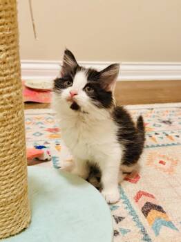 Tinky Winky -  Domestic Long Hair Cat for Adoption in Georgetown, Kentucky - Tinky Winky | PetCurious