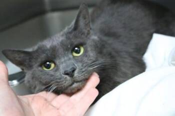 Artemis -  Domestic Short Hair Cat for Adoption in Brunswick, Georgia - Artemis | PetCurious