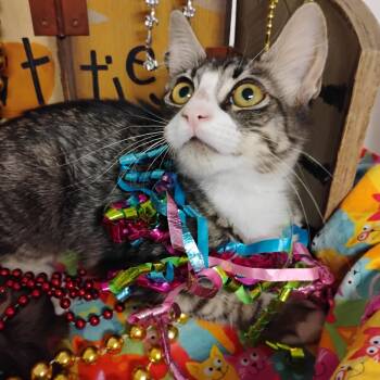 arabesque f gentle sweetheart 3lb -  Domestic Short Hair Cat for Adoption in Phoenix, Arizona - Arabesque F Gentle Sweetheart 3lb | PetCurious