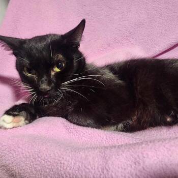 Rescue Domestic Medium Hair Cats for Adoption in Graham, Washington - MARS | PetCurious