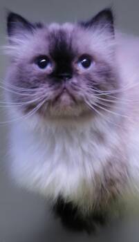 Alonzo -  Himalayan Cat for Adoption in Snow Hill, Maryland - Alonzo | PetCurious