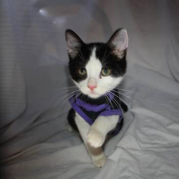 Roarshach or Rory -  Domestic Short Hair Cat for Adoption in Greenwood, Missouri - Roarshach Or Rory | PetCurious