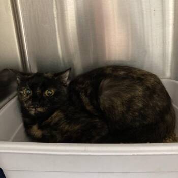 Tina -  Domestic Short Hair Cat for Adoption in Blue Ridge, Georgia - Tina | PetCurious