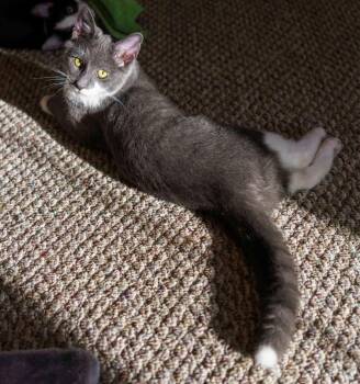 Q-Tip -  Domestic Short Hair Cat for Adoption in Lewisburg, Pennsylvania - Q-Tip | PetCurious