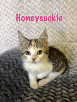 Domestic Short Hair Cats Available for Adoption in Boerne, Texas - Honeysuckle | PetCurious