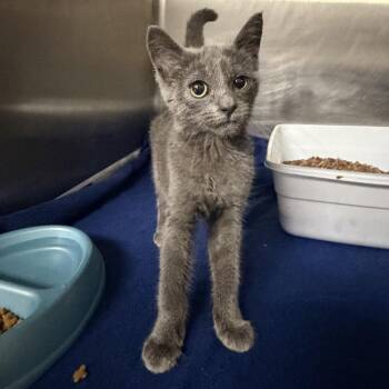 Matty -  Domestic Short Hair Cat for Adoption in Falls Church, Virginia - Matty | PetCurious