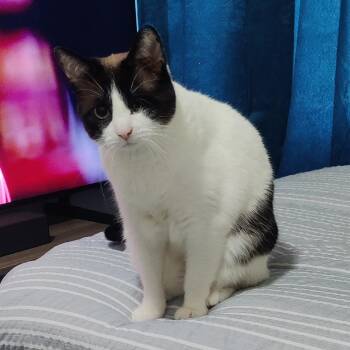 Dip -  Siamese and Mixed Breed Cat for Adoption in Indianapolis, Indiana - Dip | PetCurious