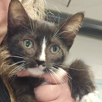 Orris -  Domestic Short Hair Cat for Adoption in Spokane, Washington - Orris | PetCurious