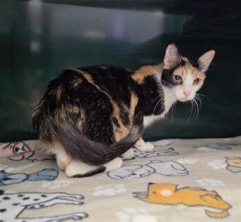 Domestic Short Hair Cats Available for Adoption in El Paso, Texas - Cookie | PetCurious