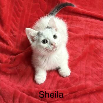 SHEILA -  Turkish Van and Domestic Short Hair Cat for Adoption in Columbus, Ohio - SHEILA | PetCurious