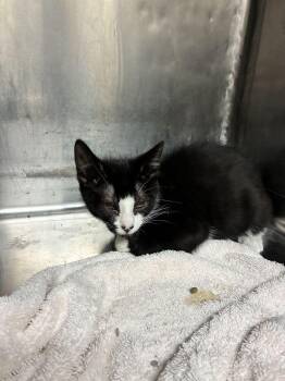 Bingo -  Domestic Short Hair Cat for Adoption in Marietta, Georgia - Bingo | PetCurious