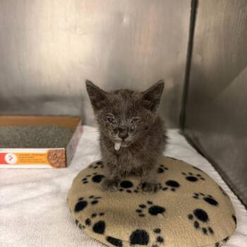 Giyu 17 -  Domestic Short Hair Cat for Adoption in Austin, Texas - Giyu 17 | PetCurious