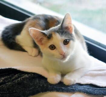 Calico Cats Available for Adoption - MISS NOODLE | PetCurious