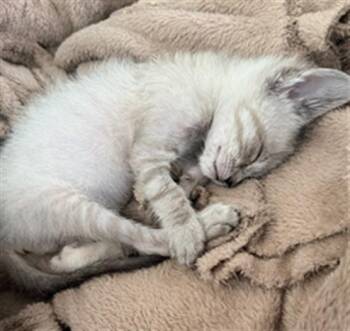 SPLINTER -  Domestic Short Hair Cat for Adoption in San Antonio, Texas - SPLINTER | PetCurious
