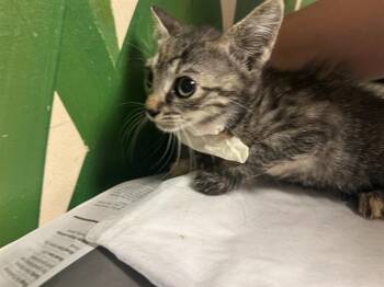 Rescue Domestic Short Hair Cats for Adoption in Ocala, Florida - A369400 | PetCurious