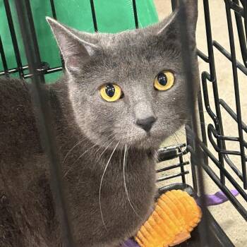 Domestic Short Hair Cats Available for Adoption in Edmonton, Alberta - Regina | PetCurious