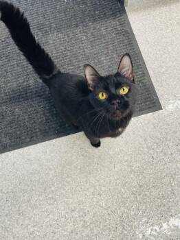 Rescue Domestic Short Hair Cats for Adoption in Chicago, Illinois - Q-Tip | PetCurious