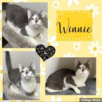 Winnie -  Domestic Short Hair Cat for Adoption in Clearfield, Pennsylvania - Winnie | PetCurious