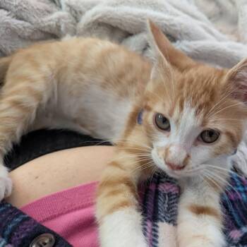 Sammie -  Domestic Short Hair Cat for Adoption in Fayetteville, Georgia - Sammie | PetCurious