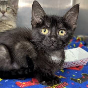 Peyton -  Domestic Short Hair Cat for Adoption in Matteson, Illinois - Peyton | PetCurious