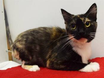 EUDORA -  Domestic Short Hair Cat for Adoption in Sacramento, California - EUDORA | PetCurious