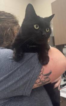 Reese -  Domestic Short Hair Cat for Adoption in Fishers, Indiana - Reese | PetCurious