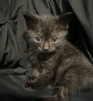 Domestic Short Hair Cats Available for Adoption in Camarillo, California - JUPITER | PetCurious