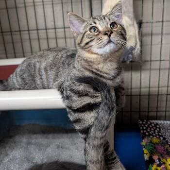 Gentry -  Tabby Cat for Adoption in Wilmington, Ohio - Gentry | PetCurious