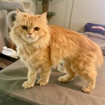 Loving Pair- Beautiful Carmella and Moon -  Persian Cat for Adoption in Woodbridge, Virginia - Loving Pair- Beautiful Carmella And Moon | PetCurious